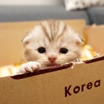 [수리<b>노을</b>] 무서운 하트 브레이커냥~