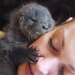 엄마아빠 껌딱지 <b>동물</b>들 모음