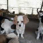 예쁜 강아지 키우시는 혹은 키우고 싶으신 분들