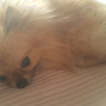 [강아지] cho 요미라고 합니다 ;)