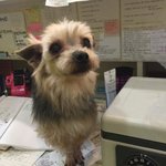 [꼭봐주세요] 부산 덕천동 유기견 요크셔테리어 <b>주인분</b> 찾습니다 !!!!