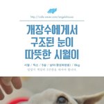 [유기견] [나주<b>천사</b>의집/믹스] 개장수에게 구조된 시월이의 가족이...