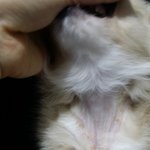[조언부탁] 얼마 전 충무로에서 데려온 저희 강아지가 피부병이 있습니다