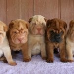 개성만점 주름 강아지 샤페이