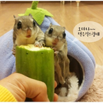 [교감] <b>애호박</b> 먹다 애정행각을 부리는 하늘다람쥐. <b>애호박</b>(x) ...
