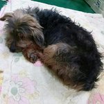 [삐삐] 새끼만 빼다 버려진 삐삐.