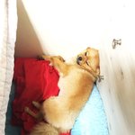 [강아지] 우리집 포메.. <b>누렁</b>이같은 득곰이 이야기