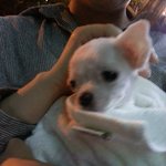 [강아지애견] 말티즈 2개월 된 애기