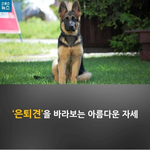 [바우바우] [바우바우]네 <b>발의</b> 전우에서 네 <b>발의</b> 반려견으로