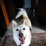 [허스키<b>심바</b>] 여전히 즐겁게 산책하며 지내고 있는 <b>심바</b>