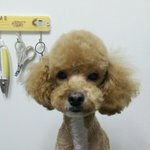 [강아지] 우리집콩이를소개합니당^^