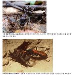 [엽호드루와] 독침에 의한 통증 <b>탑텐</b>