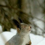 [EXO] 첸시코기 <b>웰시</b>코기 들으면