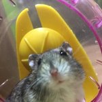 [<b>후추</b>소금] 기상천외한 우리집 햄스터들을 소개합니다.2