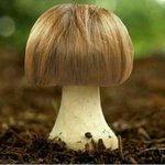 [모든팬덤] 머리카락 <b>버섯</b>이라고 앎?