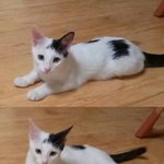 [고양이]  입양 후 유기된 고양이를 찾습니다