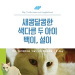 [유기견] [나주천사의집/터키쉬<b>앙고</b>라] 하얗고 예쁜 백설기 형제의...