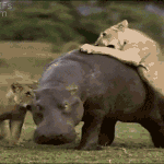 [EXO] 멤버들만큼 만나는게 조인<b>캐슬</b>이라며