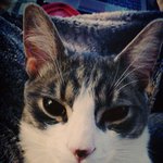 [플루토] 반려묘 사랑도 팔불출인가요...