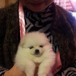 [강아지] 우리집 귀염둥이 포메 <b>마리</b>~