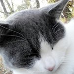 우리집막둥이돼냥이
