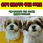 혹시 저와같이 반려견을 키우시는 분들은 부탁드려요~~~