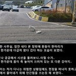 <b>도로</b> 한가운데를 지키는 강아지