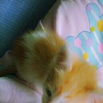 [쁘니단비] 쁘니단비 입<b>양기</b>~~