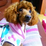 [동물사랑방] 우리 가족 보리 소개할래욤!!