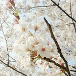 육아 정보 공유! 아이들을 위한 <b>선쿠션</b>이 나왔다고 하네요~