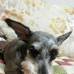 [강아지를 찾습니다] 충남 <b>당진</b> 푸들과 슈나우저를 찾습니다.