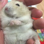[후추소금] 기상천외한 우리집 햄스터들을 소개합니다.3