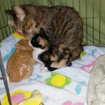 [시도] 예쁘지 않은 <b>털옷</b> 때문일까요..