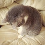[EXO] 라인스티커 선물하기무료래 나 좀 <b>줄</b><b>사람</b>?
