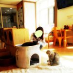 [고양이] 또 가고 싶은 고양이 카페 !!!
