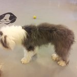 관리안되는  듯한 애견카페