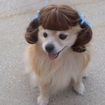 빠져드는 동물들의 웃긴 포즈