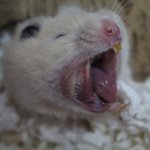 [햄스터] 골든햄스터 <b>홍삼</b>이를 소개합니다.