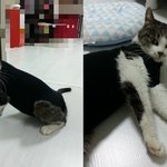 길거리에서 적응못한채 왕따당하며 울고있던 작고 여린 유기묘 <b>연지</b>예요