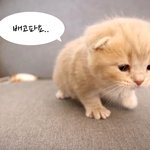 [<b>수리</b>노을] 물개닮은 우리집 고양이