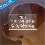 [감동글] 개가 오래 못사는 감동적인 이유
