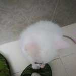 [EXO] ㅆㅂ <b>똥</b>싸는데 우리집<b>고양이</b>가 와서 