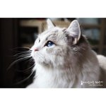 [<b>추자</b>매] 내이름은 단추, 축구왕이 될 고양이 *사진 재수정