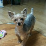 [도봉구 <b>쌍문동</b>] 강아지를 찾습니다!!