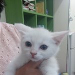 우리집  찹쌀 모찌