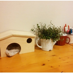 [교감] <b>화분</b>구경하는 초귀염 하늘다람쥐 뭉실~ (플러스!! 두루뭉실...