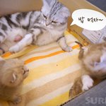 [수리노을] 얘들아 밥먹자~