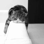 <b>나른</b>한 낮... 냠..~!