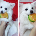 [스피츠볼리] 귀여운 스피츠 보고가세요~ㅎㅎ