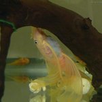 [생선] 안시 키우는 얘기 어때요? ①